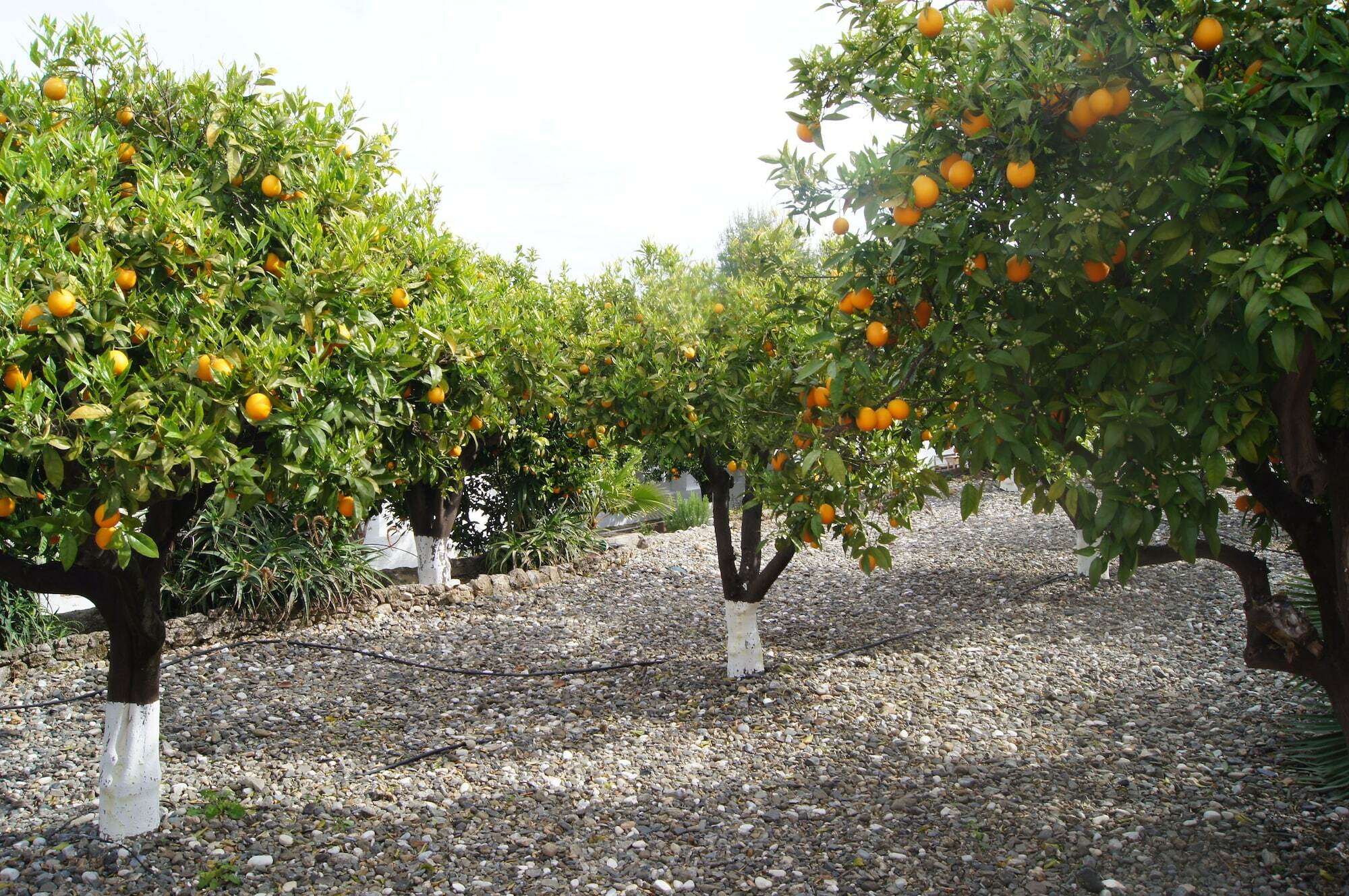 Bed and Breakfast Casa De Orange Альхаурин-эль-Гранде Экстерьер фото